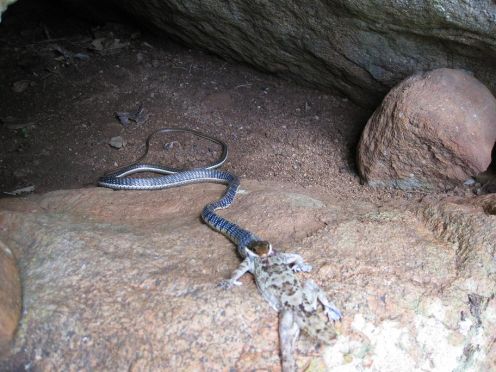Snake Spotted in Permuada Watefalls