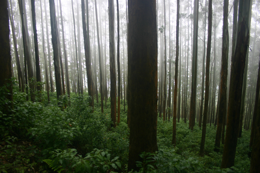 ooty dense trees and hill station  Images