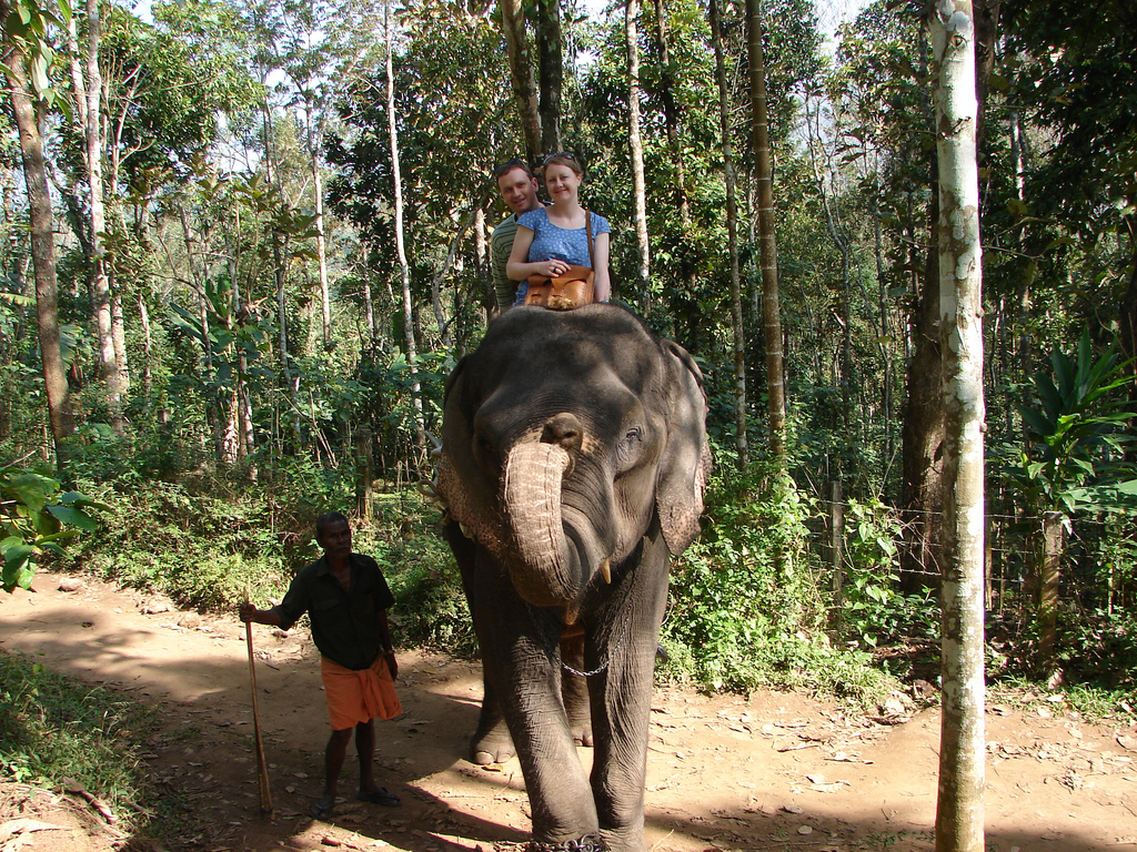 murikkady thekkady elephant ride image