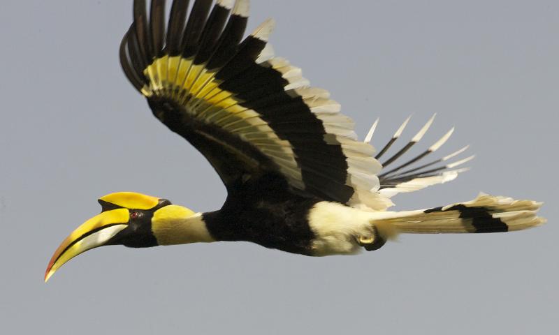 athirapally falls hornbill birds Image
