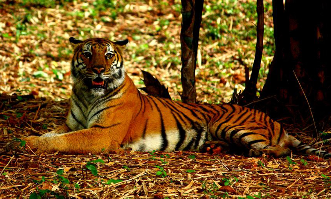 Royal bengal tiger in Corbett national park