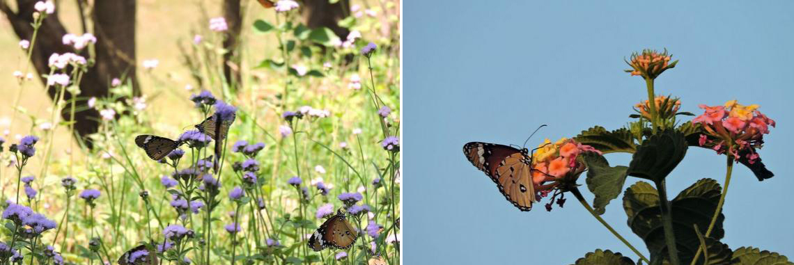  Butterflies on blue floss flowers | Butterfly on Lantana