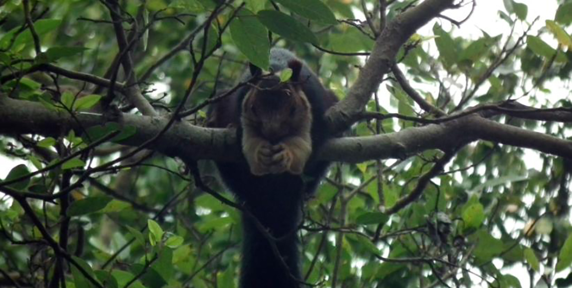 Great Malabar Squirrel Munnar
