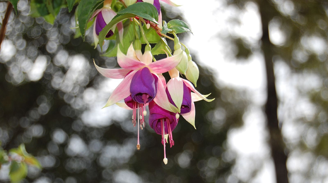 Image Name - Yercaud Chime Flower