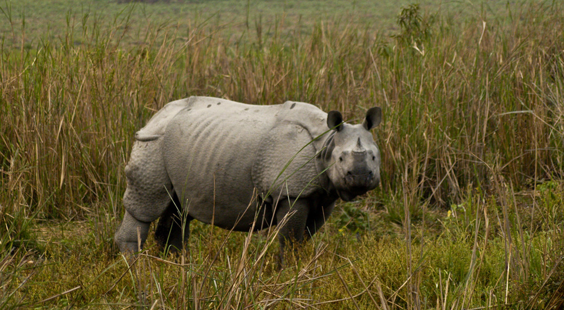 Kaziranga National Park Assam rhinoceros images