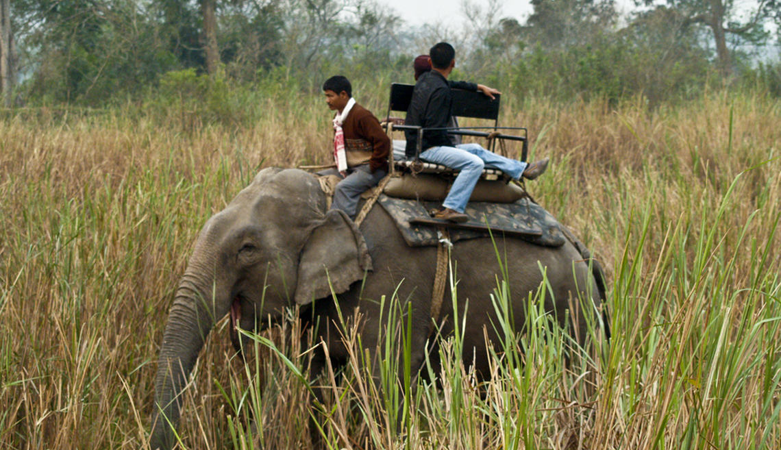 Kaziranga National Park Assam wild elephant images