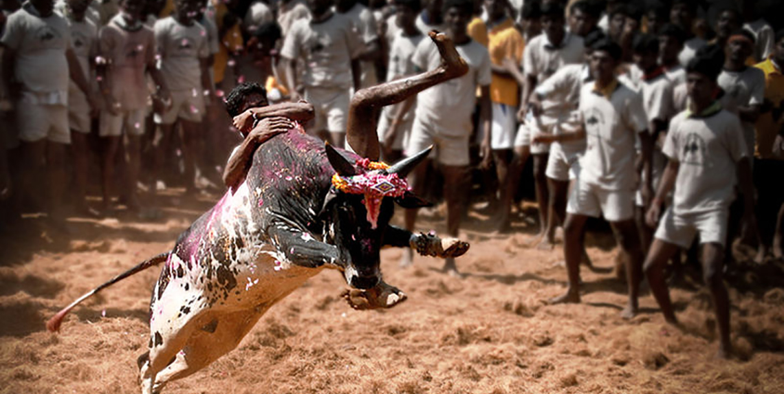 Madurai-alanganallur-jallikattu-mattu-pongal-celebration