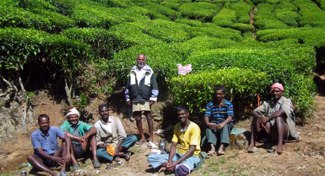 Muthuvan Workers on Tea Estate Munnar