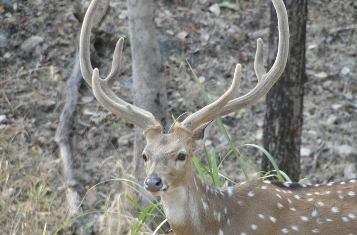 kanha national park deer images