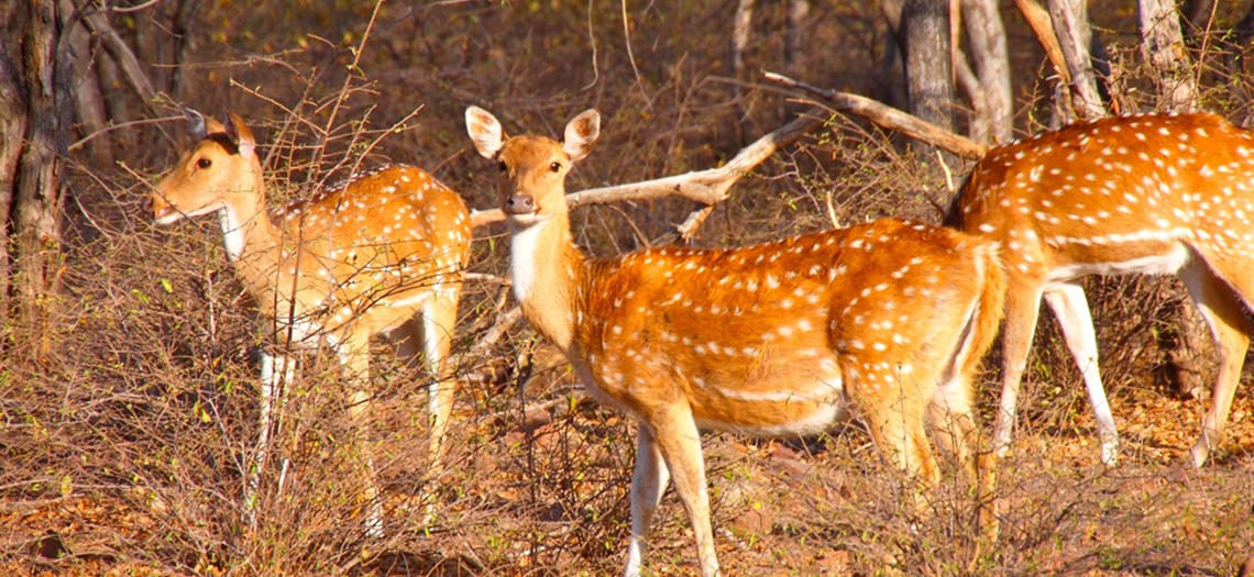 Ranthambore National Park deer images