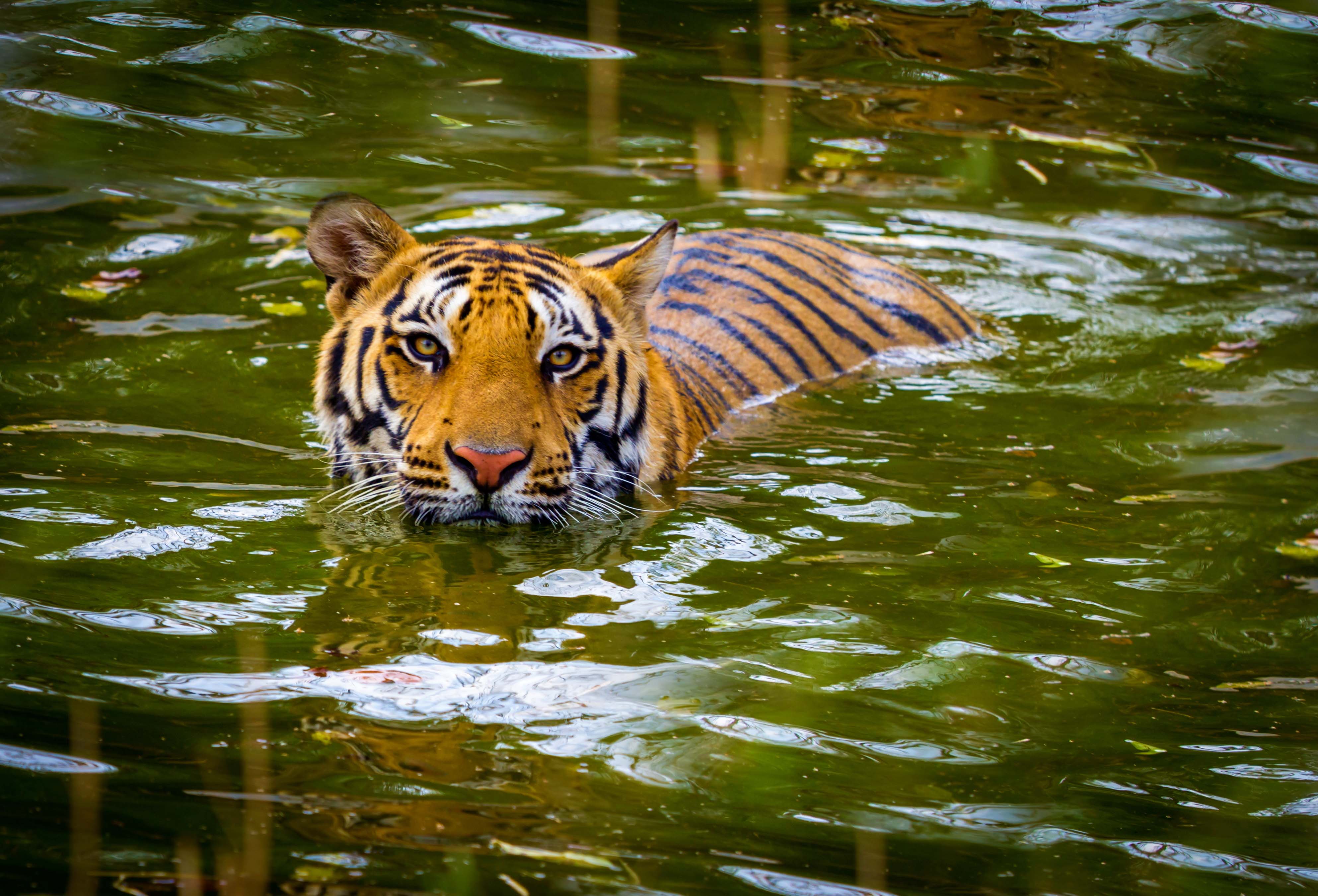 Jim Corbett tiger reserve