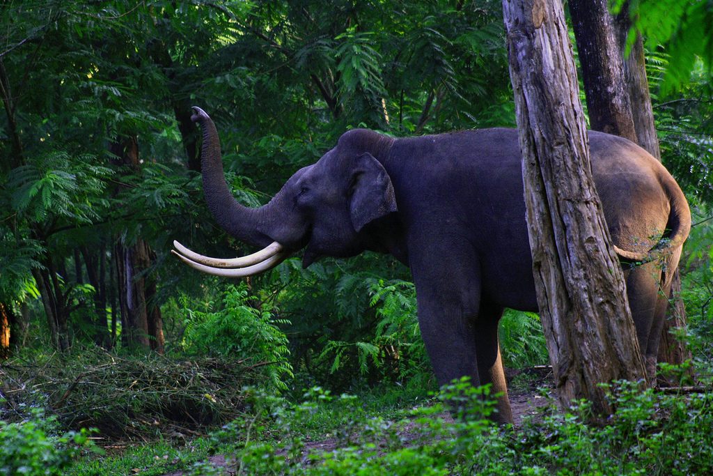 muthanga-wildlife-sanctuary