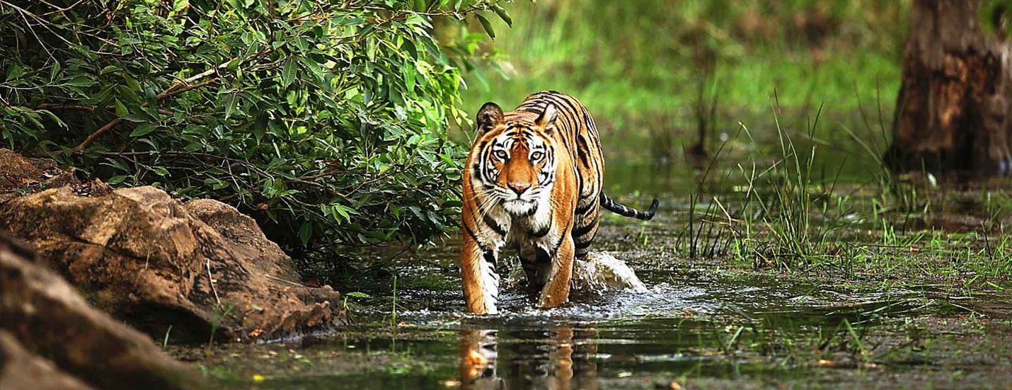 Tiger reserve Bhandhavgarh National Park