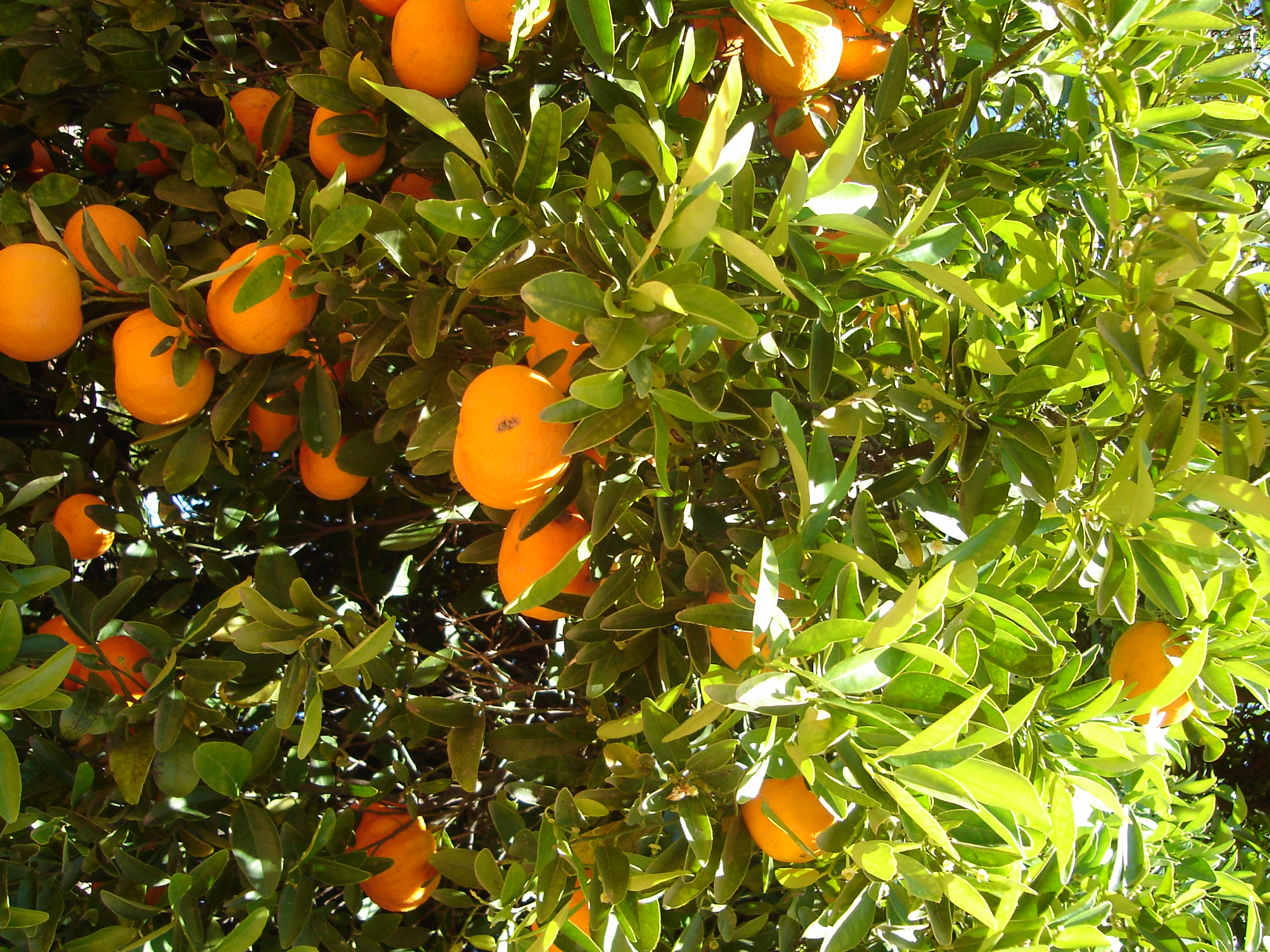 Orange Orchards
